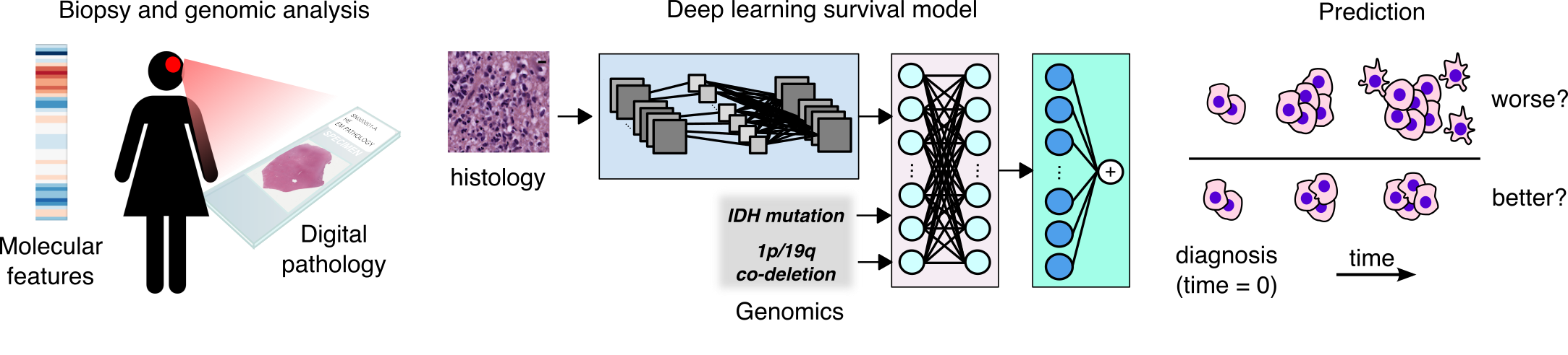 Digital pathology hot sale deep learning